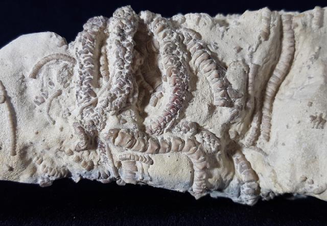 Solanocrinus depressus (ORBIGNY 1850) - Bild &copy; FossNet FossilienStore